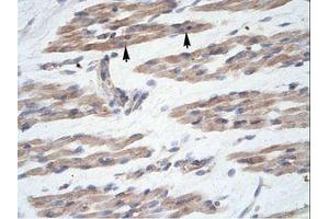Image no. 1 for anti-MANSC Domain Containing 1 (MANSC1) (N-Term) antibody (ABIN6735944) (MANSC1 Antikörper  (N-Term))