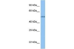 WB Suggested Anti-VANGL1 Antibody Titration: 1.