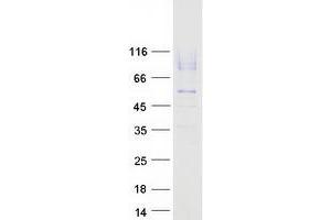 Western Blotting (WB) image for Lysosomal-Associated Membrane Protein 2 (LAMP2) (Transcript Variant B) protein (Myc-DYKDDDDK Tag) (ABIN2713365)
