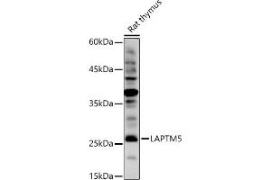 Western blot analysis of extracts of Rat thymus, using L antibody (ABIN7268342) at 1:1000 dilution. (LAPTM5 Antikörper)