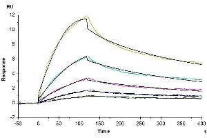 Surface Plasmon Resonance (SPR) image for Leukocyte-Associated Immunoglobulin-Like Receptor 2 (LAIR2) (AA 22-152) protein (His-Avi Tag,Biotin) (ABIN7275121)