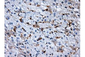 Immunohistochemical staining of paraffin-embedded pancreas tissue using anti-RPA2 mouse monoclonal antibody. (RPA2 Antikörper)