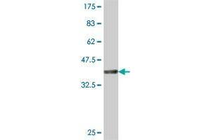 Western Blot detection against Immunogen (37. (IPPK Antikörper  (AA 391-491))