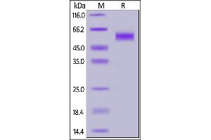 Human NKG2D, Mouse IgG2a Fc Tag on  under reducing (R) condition.