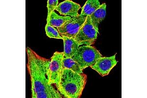 Immunofluorescence analysis of Hela cells using CD207 mouse mAb (green). (CD207 Antikörper  (AA 65-328))