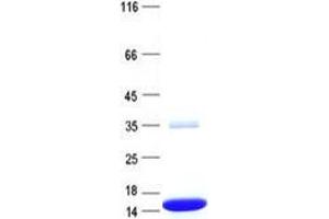 Validation with Western Blot (LOC391322 Protein (His tag))