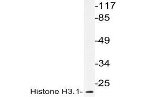 Western blot (WB) analyzes of Histone H3. (Histone H3.1 Antikörper)