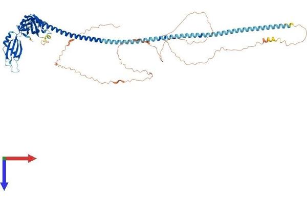 SFRS17A Protein (AA 1-695) (His tag)