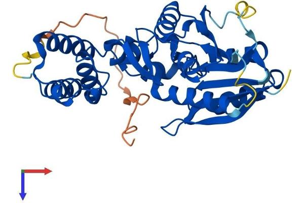 HEMK1 Protein (AA 1-338) (His tag)