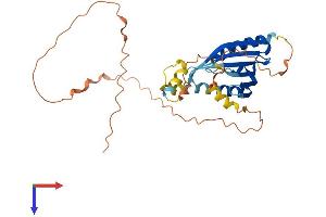 C6ORF136 Protein (AA 1-315) (His tag)