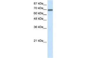 WB Suggested Anti-ELL Antibody Titration:  7. (ELL Antikörper  (N-Term))