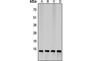 Western blot analysis of 4EBP1 expression in HEK293T (A), HepG2 (B), mouse brain (C), rat liver (D) whole cell lysates.