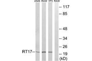 Western Blotting (WB) image for anti-Mitochondrial Ribosomal Protein S17 (MRPS17) (AA 11-60) antibody (ABIN2890040) (MRPS17 Antikörper  (AA 11-60))