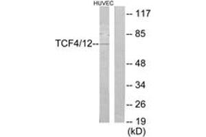 Western blot analysis of extracts from HuvEc cells, using TCF4/12 Antibody. (TCF4/12 (AA 581-630) Antikörper)