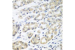 Immunohistochemistry of paraffin-embedded human stomach using HLA-DMB antibody at dilution of 1:100 (40x lens).