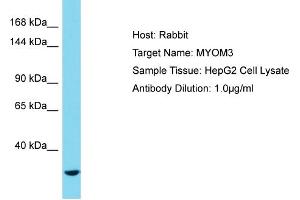 Host: Rabbit Target Name: MYOM3 Sample Tissue: Human HepG2 Whole Cell Antibody Dilution: 1ug/ml (MYOM3 Antikörper  (C-Term))