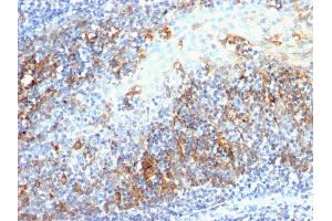 Formalin-fixed, paraffin-embedded human Tonsil stained with CDC20 Mouse Monoclonal Antibody (AR12). (CDC20 Antikörper)