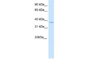 SFPI1 antibody (20R-1184) used at 0. (SPI1 Antikörper  (N-Term))