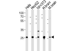 Western blot analysis of lysates from Hela, HepG2, mouse NIH/3T3 cell line, human brain and mouse brain tissue lysate(from left to right), using NDUFS3 Antibody (C-term) (ABIN6243369 and ABIN6577514). (NDUFS3 Antikörper  (C-Term))