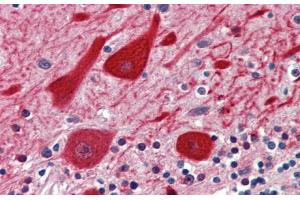 Rabbit Anti-EMX2 Antibody  Paraffin Embedded Tissue: Human Brain, cerebellum Antibody Concentration: 5 ug/ml Magnification: 400X (EMX2 Antikörper  (N-Term))