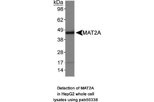 Image no. 1 for anti-Methionine Adenosyltransferase II, alpha (MAT2A) (AA 1-100), (N-Term) antibody (ABIN363647)