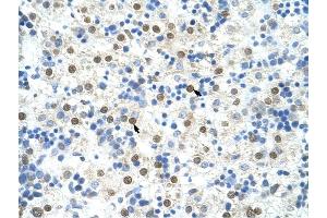 DAZAP1 antibody was used for immunohistochemistry at a concentration of 4-8 ug/ml to stain Hepatocytes (arrows) in Human Liver.