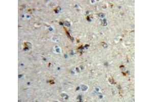 IHC-P analysis of Brain tissue, with DAB staining. (MBP Antikörper  (AA 18-222))