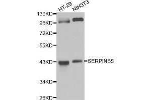 Western blot analysis of HT-29 cell and NIH3T3 cell lysate using SERPINB5 antibody. (SERPINB5 Antikörper  (AA 21-189))