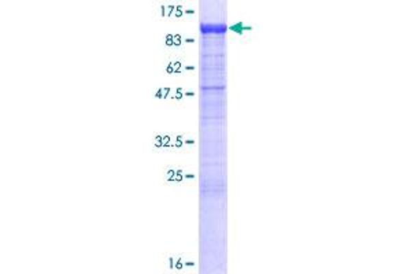 PCDHB13 Protein (AA 1-798) (GST tag)