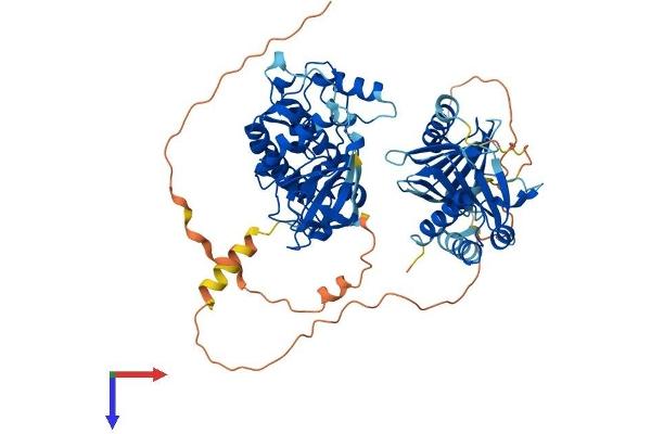 PLK3 Protein (AA 1-646) (His tag)