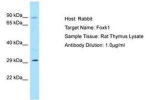 Image no. 1 for anti-Forkhead Box K1 (Foxk1) (AA 61-110) antibody (ABIN6749848) (Foxk1 Antikörper  (AA 61-110))