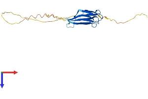 NPM2 Protein (AA 1-207) (His tag)