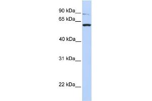 WB Suggested Anti-PTPRA Antibody Titration:  0.