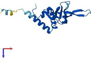 RPL26 Protein (AA 1-145) (His tag)
