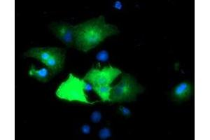 Anti-EPN2 mouse monoclonal antibody (ABIN2455555) immunofluorescent staining of COS7 cells transiently transfected by pCMV6-ENTRY EPN2 (RC213652). (Epsin 2 Antikörper)