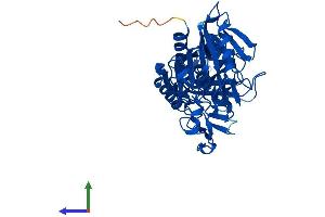 AlphaFold protein structure predicition of Mouse Recombinant Acot3 Protein, UniprotID Q9QYR7