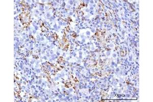 IHC analysis of UBXN8 using anti-UBXN8 antibody (ABIN7600091). (UBXN8 Antikörper  (AA 149-270))