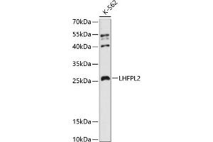 Western blot analysis of extracts of K-562 cells, using LHFPL2 antibody (ABIN6133392, ABIN6143187, ABIN6143189 and ABIN6216567) at 1:3000 dilution. (LHFPL2 Antikörper  (AA 30-100))