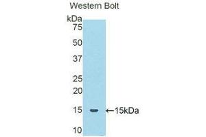 Western Blotting (WB) image for anti-serpin Peptidase Inhibitor, Clade A (Alpha-1 Antiproteinase, Antitrypsin), Member 6 (SERPINA6) (AA 132-247) antibody (ABIN1858270) (SERPINA6 Antikörper  (AA 132-247))