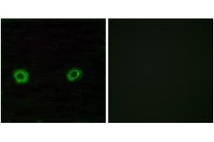 Immunofluorescence (IF) image for anti-Olfactory Receptor, Family 2, Subfamily D, Member 3 (OR2D3) (AA 231-280) antibody (ABIN2890980) (OR2D3 Antikörper  (AA 231-280))