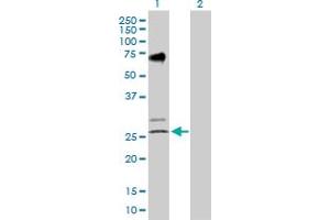 Western Blot analysis of EGLN3 expression in transfected 293T cell line by EGLN3 MaxPab polyclonal antibody. (EGLN3 Antikörper  (AA 1-239))