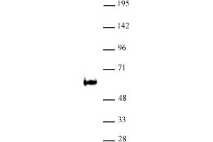 TDG / Thymine-DNA glycosylase antibody (pAb) tested by Western blot Nuclear extract of P19 cells (30 μg) probed with TDG / Thymine-DNA glycosylase antibody (1:500).