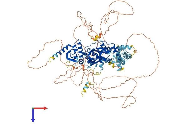 GEN1 Protein (AA 1-908) (His tag)