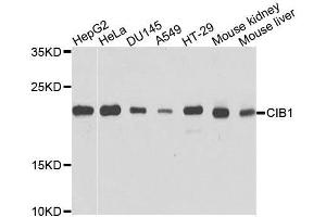 Western blot analysis of extracts of various cell lines, using CIB1 antibody. (CIB1 Antikörper  (AA 1-191))