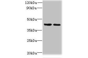 Western blot All lanes: CHID1 antibody at 0. (CHID1 Antikörper  (AA 20-393))