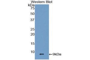 Western Blotting (WB) image for anti-Chemokine (C-C Motif) Ligand 22 (CCL22) (AA 29-92) antibody (ABIN1859794) (CCL22 Antikörper  (AA 29-92))