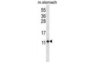 Western Blotting (WB) image for anti-ATP Synthase, H+ Transporting, Mitochondrial F0 Complex, Subunit F6 (ATP5J) antibody (ABIN2996759) (ATP5J Antikörper)
