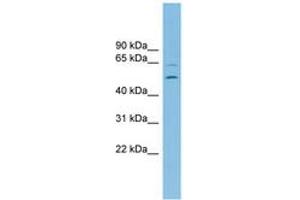 C2orf30 anticorps  (AA 359-408)