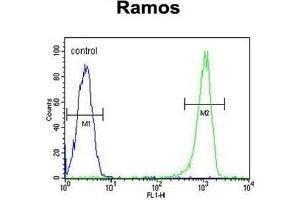 C11orf53 Antibody (C-term) flow cytometric analysis of Ramos cells (right histogram) compared to a negative control cell (left histogram). (C11orf53 Antikörper  (C-Term))