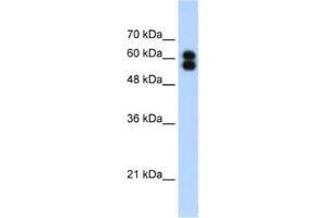 Western Blotting (WB) image for anti-Placental Alkaline Phosphatase (ALPP) antibody (ABIN2462509) (PLAP Antikörper)